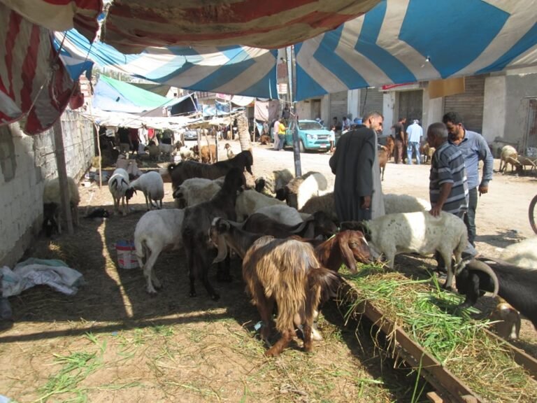 160608 سوق الاغنام بالعريش1397442316