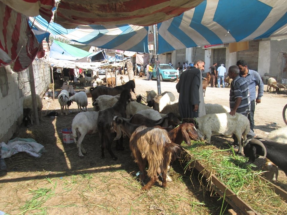 160608 سوق الاغنام بالعريش1397442316