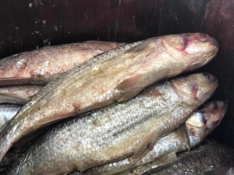 162272 فسيخ نبروه