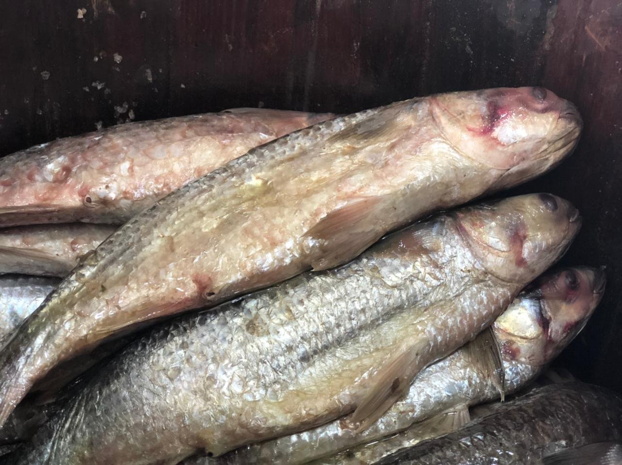 162272 فسيخ نبروه