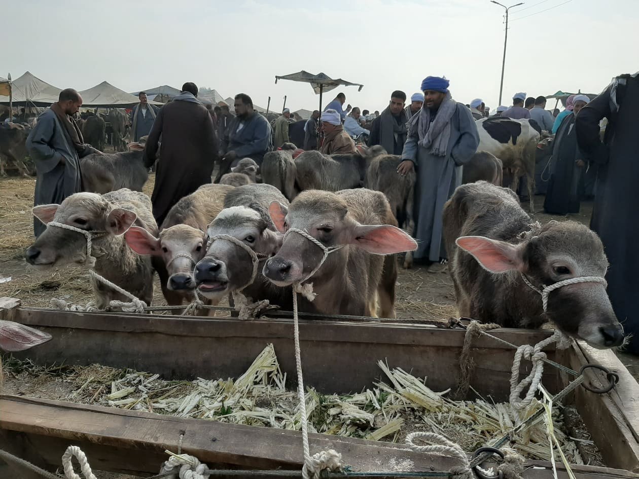 169025 سوق الفحال 135201190