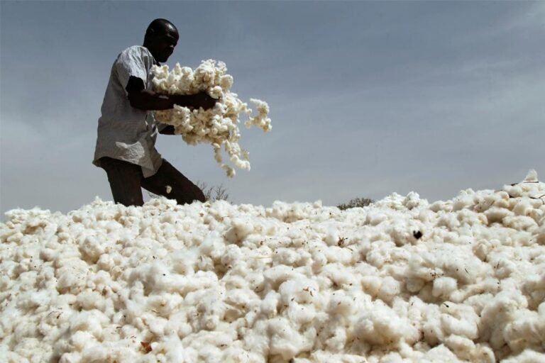 cotton in dream 03680569957