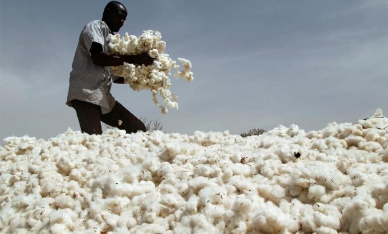 cotton in dream 03680569957