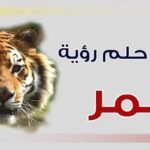 most important 5 explanations see tiger dream197462564