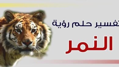 most important 5 explanations see tiger dream197462564