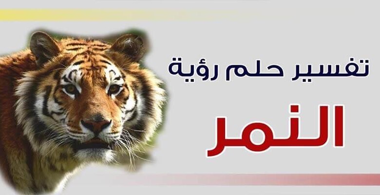 most important 5 explanations see tiger dream197462564