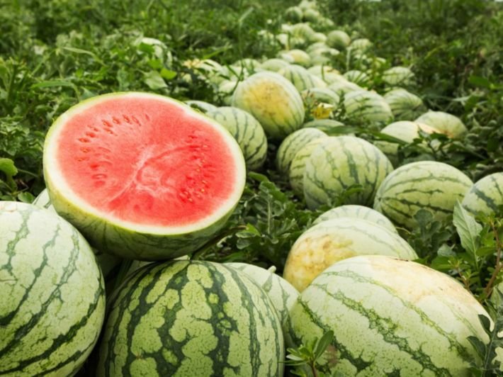 البطيخ في المنام1533792370