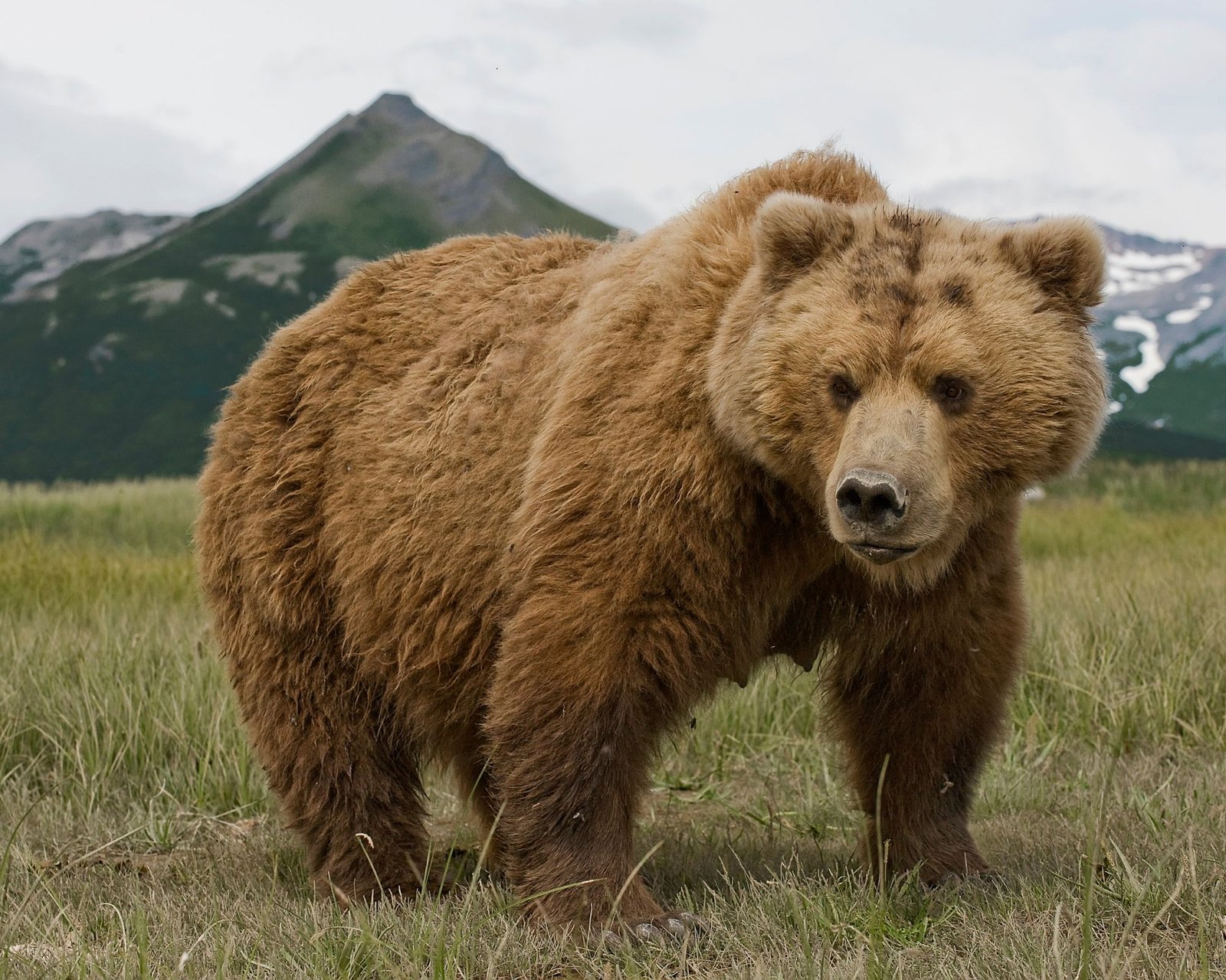 تفسير حلم الدب يطاردني1209581071