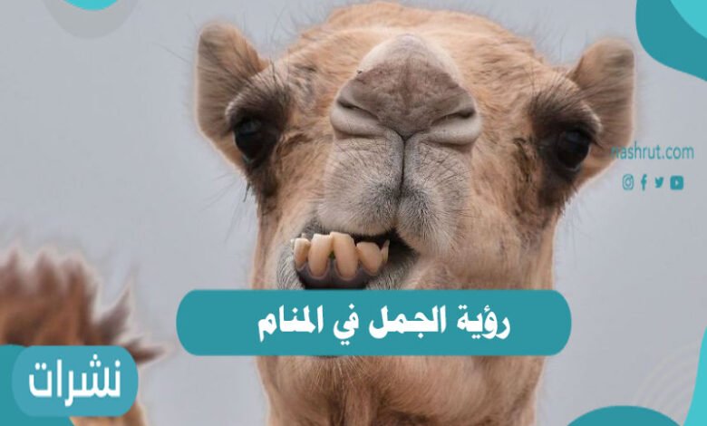 رؤية الجمل في المنام9687743368