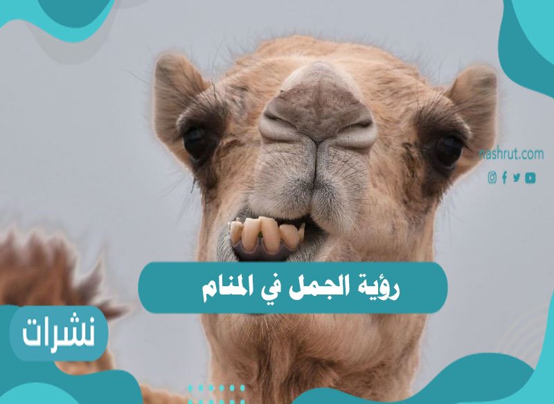 رؤية الجمل في المنام9687743368