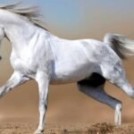 رؤية الحصان في المنام