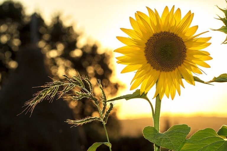 عبااد1797411436