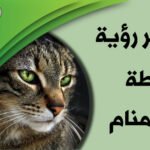 cat in dream1195287163