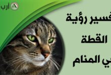 cat in dream1195287163