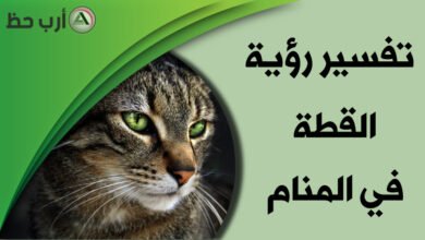 cat in dream1195287163