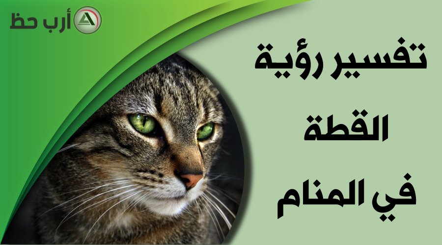 ماذا يعني رؤية القطط في الأحلام وكيف تشخص أنواعها؟ 1 cat in dream1195287163