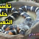 interpretation of the dream of a snake in a dream1626082984