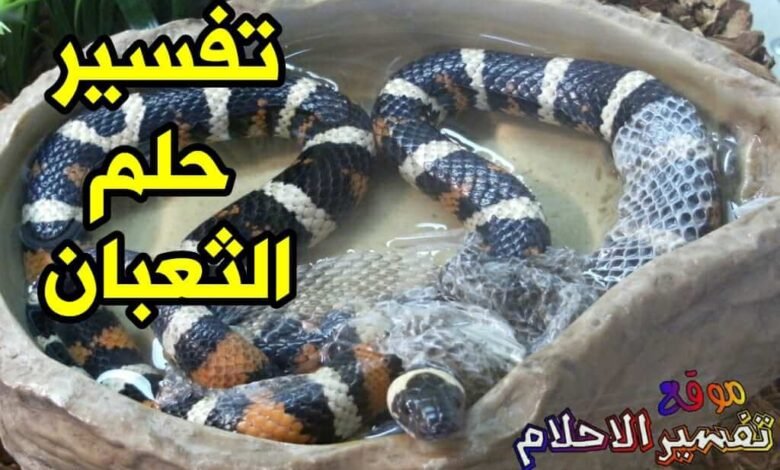 interpretation of the dream of a snake in a dream1626082984