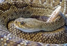 snake rattlesnake reptile skin305982572.jpg66674d58c28e1305982572