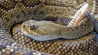 snake rattlesnake reptile skin305982572.jpg66674d58c28e1305982572