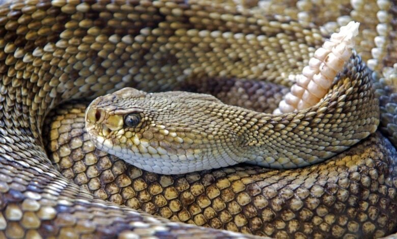 snake rattlesnake reptile skin305982572.jpg66674d58c28e1305982572