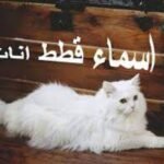اسامي قطط2