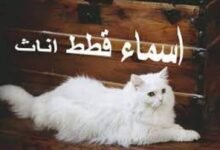 اسامي قطط2