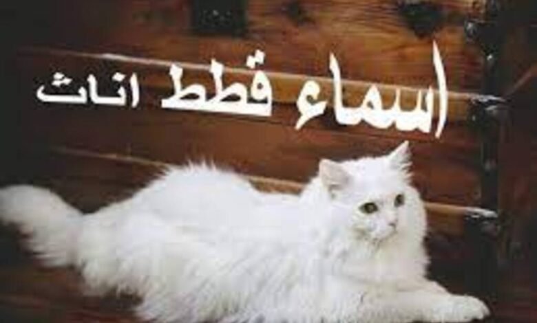 اسامي قطط2