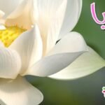داليا305485514