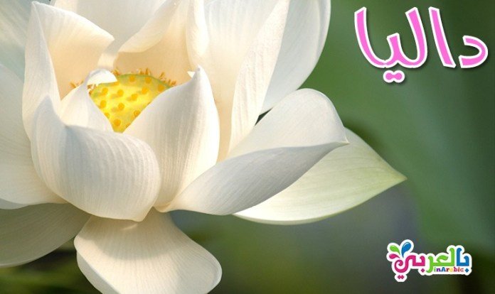 داليا305485514