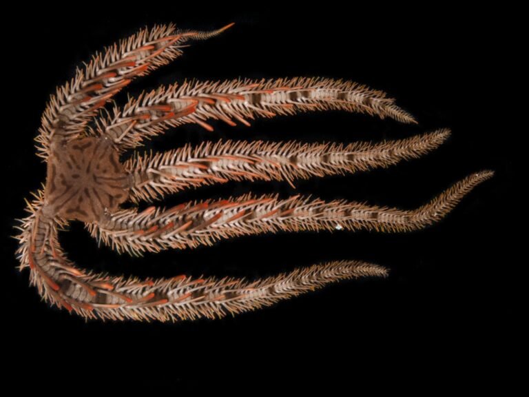 unlockin 1733735760793431793.jpg