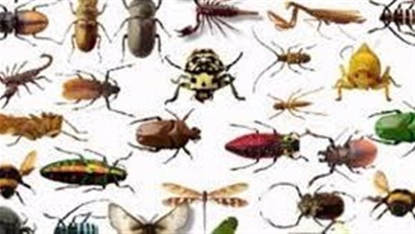 الحشرات في المنام للرجل - تفسير رؤية الحشرات للرجل في المنام