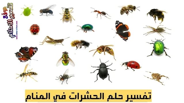 الحشرات في المنام للرجل - خلاصة