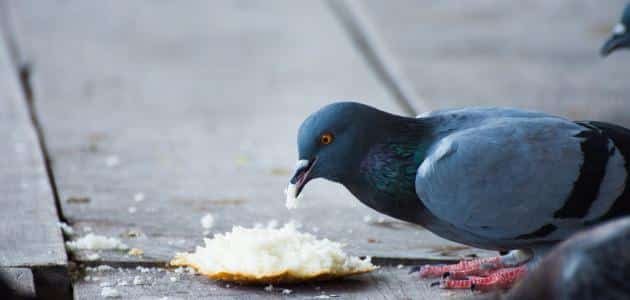 حلمت أني أطعم طيوراً: هل هو خير أم إضاعة مال؟ - تحليل الحلم بأن تطعم الطيور