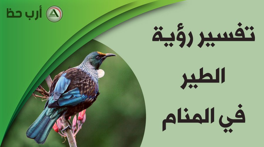 حلمت أني أطعم طيوراً: هل هو خير أم إضاعة مال؟ - هل حلم تقديم الطعام للطيور يعتبر خيرًا أم إضاعة مال؟