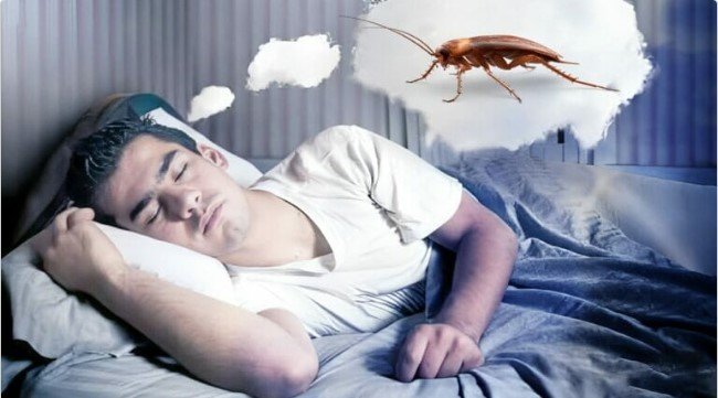 رؤية الحشرات في المنام للعزباء 6 رؤية الحشرات في المنام للعزباء - استنتاج