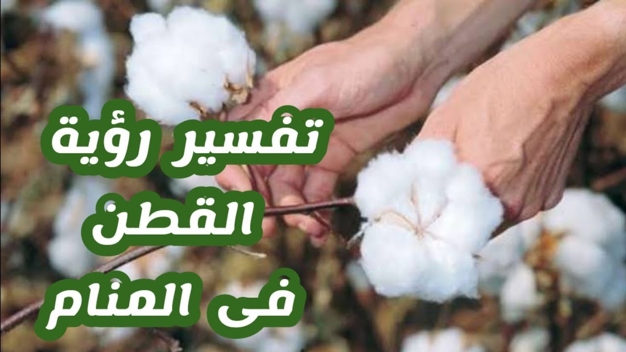 كل ما تحتاج إلى معرفته حول تفسير رؤية القطن في المنام - خلاصة