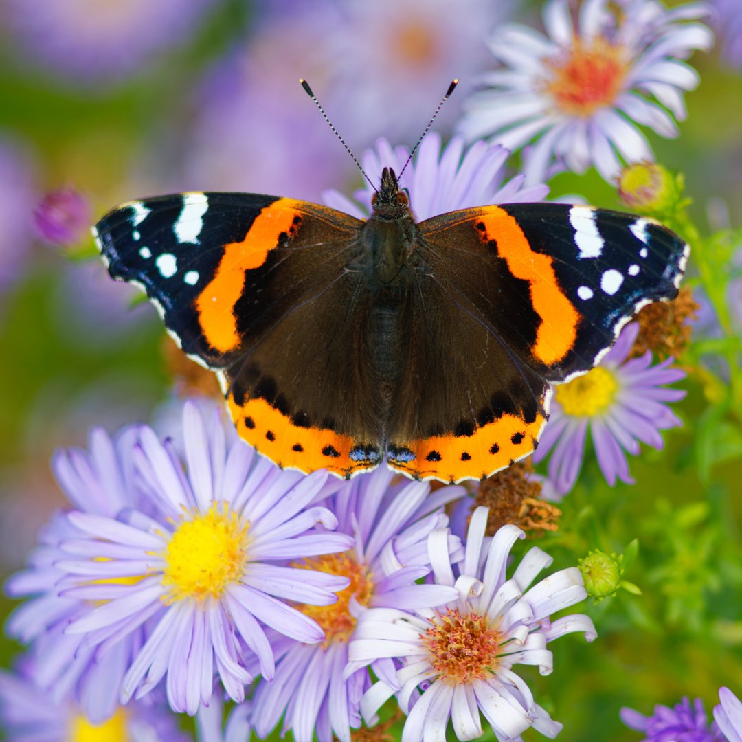 كيف يمكن استنتاج معاني رؤية الفراشة في المنام؟ - العوامل المؤثرة في تفسير رؤية الفراشة